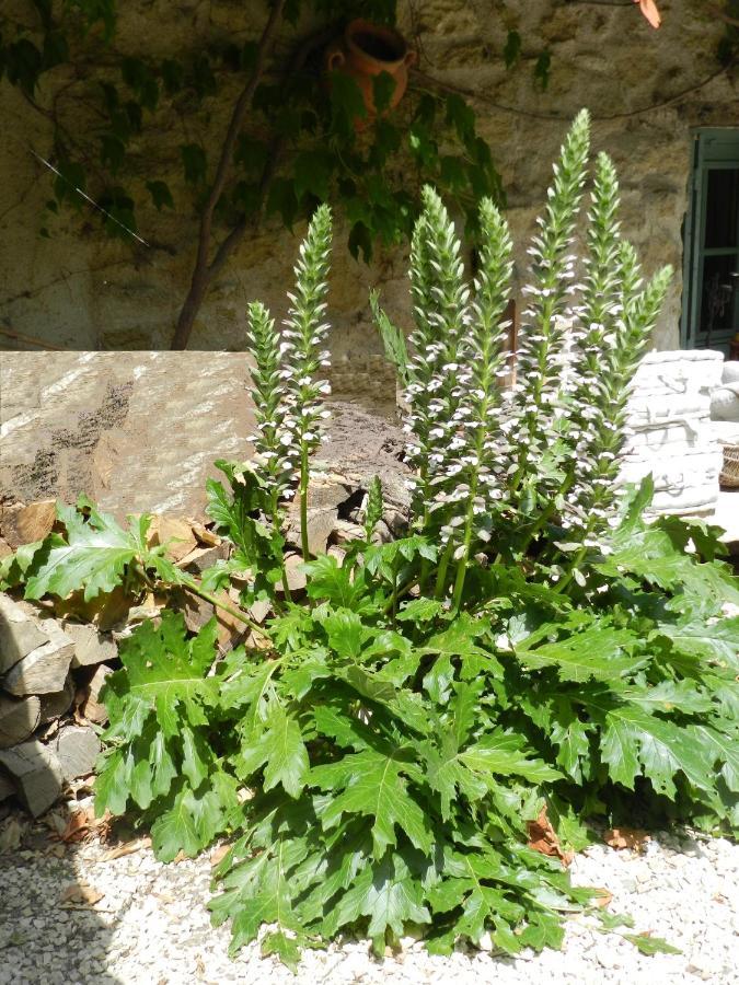 Lauris Les Acanthes المظهر الخارجي الصورة